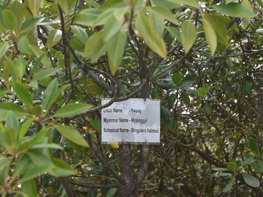Myanmar’s first mangrove community forest